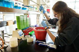 Student doing labwork with petri dishes