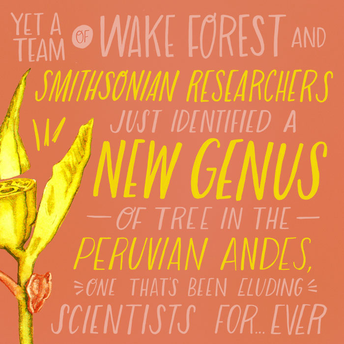 Yet a team of Wake Forest and Smithsonian researchers just identified a new genus of tree in the Peruvian Andes, one that’s been eluding scientists for….ever.