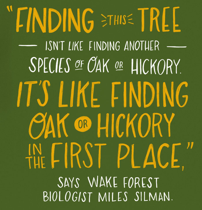 “Finding this tree isn’t like finding another species of oak or another species of hickory – it’s like finding oak or hickory in the first place” says Wake Forest biologist Miles Silman.