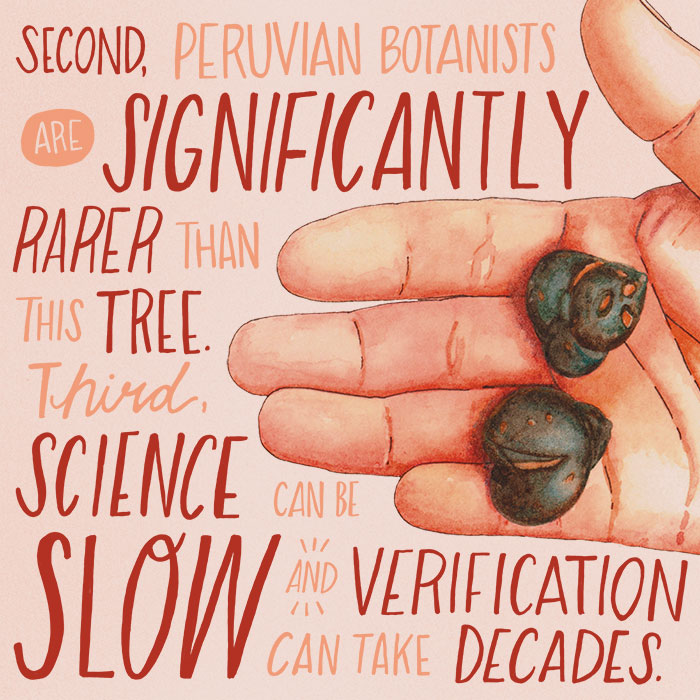 Peruvian botanists are significantly rarer than this tree. Science can be slow, and verification can take decades.