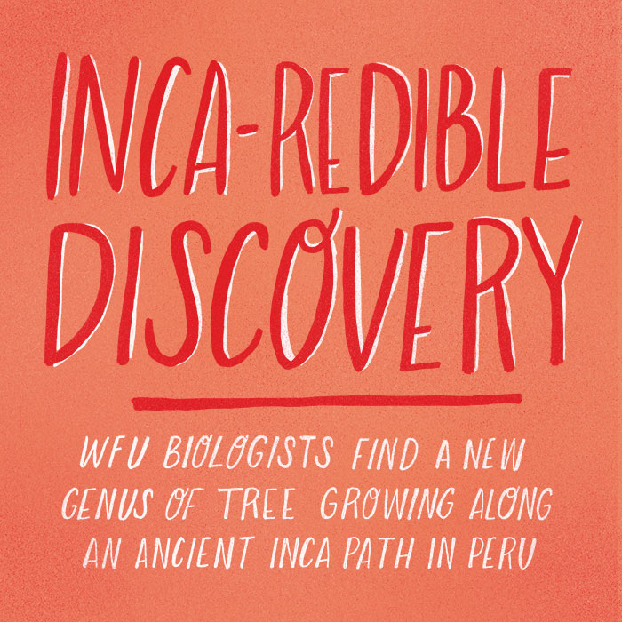 Inca-redible Discovery: WFU biologists find a new genus of tree growing along an ancient Inca path in Peru