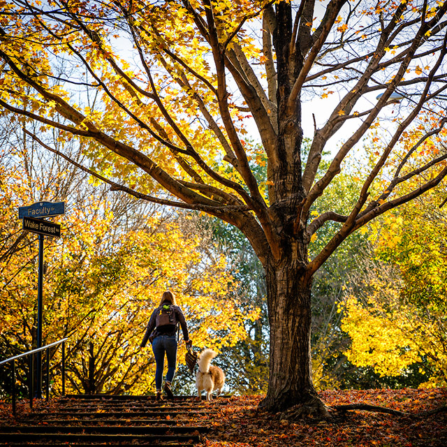 Student and her dog walk among fall leaves
