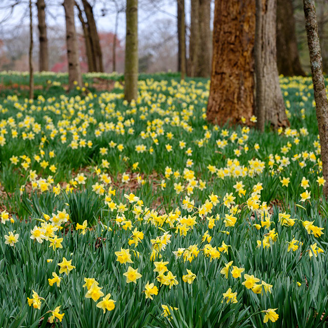 a field of daffodils