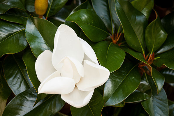 Magnolia Flower