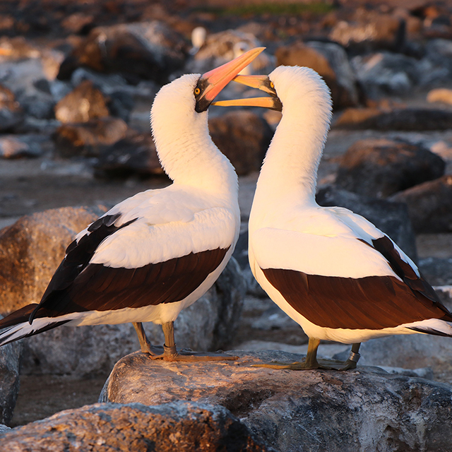 Female Galápagos seabirds have flings, and males seem OK with it