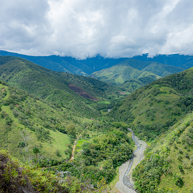 Tropical trees are fighting an uphill battle with climate change. And they’re losing.