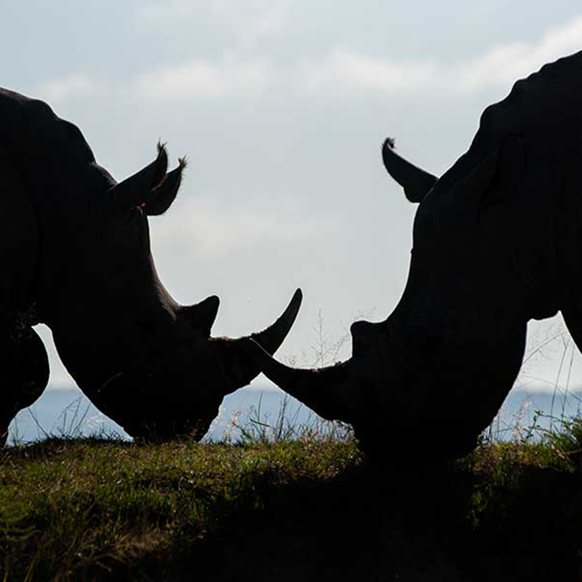 Rhino rescue: Economist is changing the conservation conversation