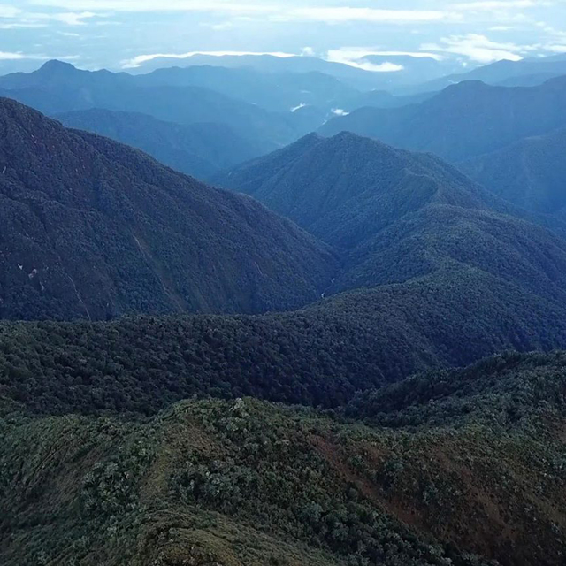Can Amazon and Andean trees move to survive climate change?