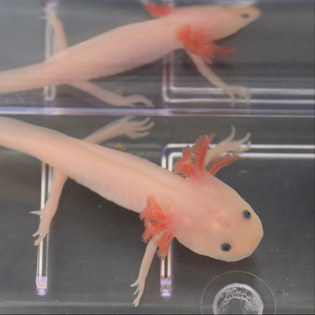 For regrowing human limbs, this salamander gene could hold the key