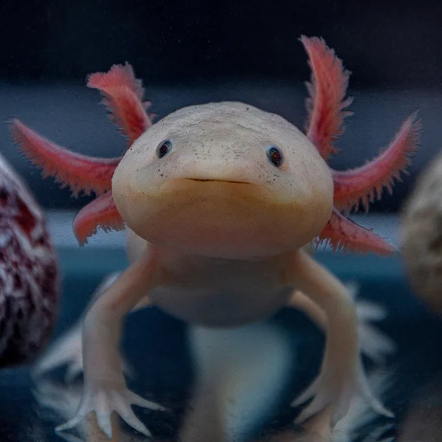 These salamanders may hold the key to human tissue and limb regeneration
