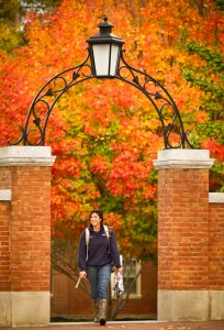 fall leaves