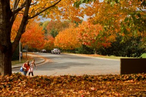 fall leaves