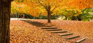 home-page-fall-3