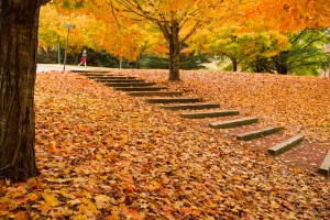 Students walk past trees ablaze with fall color on the campus of Wake Forest University.