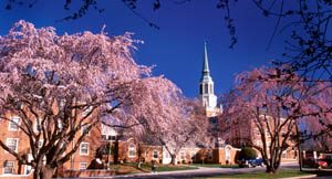 Cherry trees bloom in early spring on the campus of Wake Forest University, giving a bright pink glow to the campus.