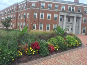 Flowers outside of Farrell Hall