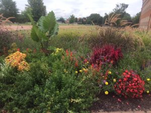 Flowers outside of Farrell Hall