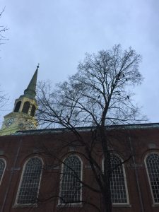 A murder of crows outside Wingate Hall