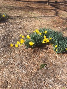 daffodils in early February