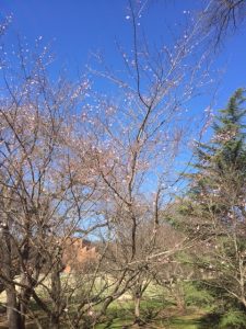 more blooming trees