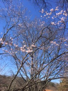 blooming trees