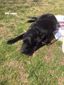 Enzo, a black lab guide dog