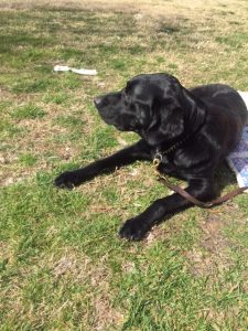 Enzo, a black lab guide dog