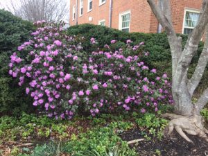 Blooming shrubs on the Quad