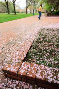 Cherry blossom petals line the brick walkway near Kitchin Hall.