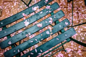 Petals from a cherry tree cover the cafe chairs outside Kitchin Hall.