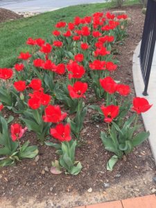 Red tulips outside Alumni Hall