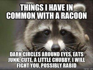 Finals week meme: things I have in common with a raccoon: dark circles around eyes, eat junk, a little chubby, I will fight you, possibly rabid