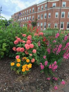 Flowers outside Farrell Hall