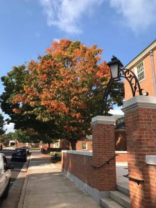 pretty fall leaves outside of Poteat Hall