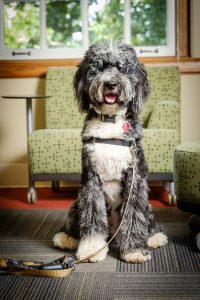 Wake Forest OPCD staff dog Deacon Blue poses for a portrait on Monday, August 28, 2017.