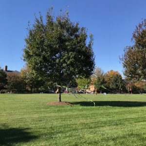 streamers in the trees for Project Pumpkin