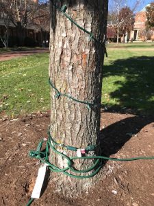 Lights being wound around Quad trees in preparation for the Lighting of the Quad