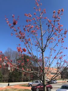 Blooming trees on campus