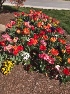 Tulips at Alumni Hall