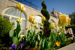 Tulips bloom in the back of Reynolda Hall on the campus of Wake Forest University, Thursday, April 12, 2018.