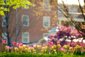 Tulips bloom along the main road on the campus of Wake Forest University, Thursday, April 12, 2018.