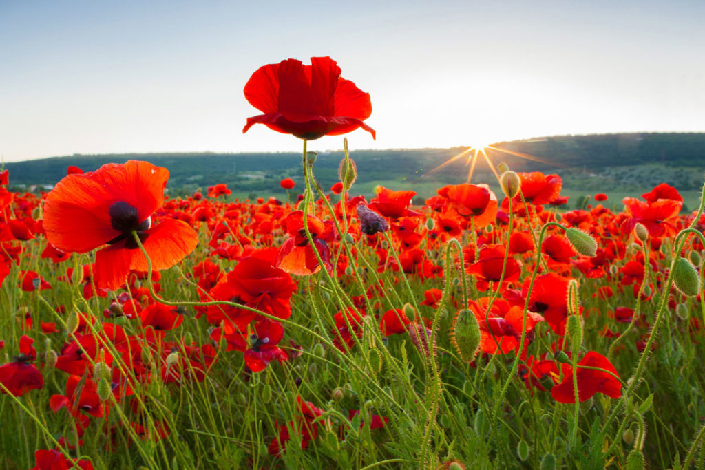 Poppyseeds growing in a field