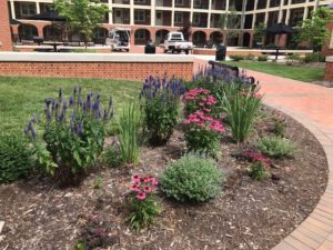 FLower bed near Poteat Hall.