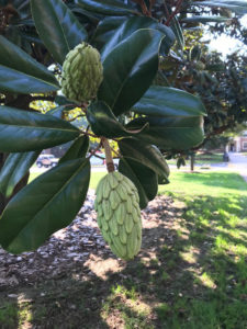 Magnolia buds