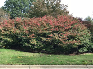 fall leaves on campus