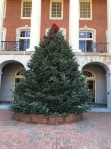 Christmas tree outside of Reynolda Hall