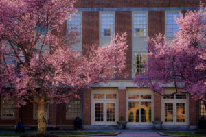 Pink trees - photographed on 2 19 19