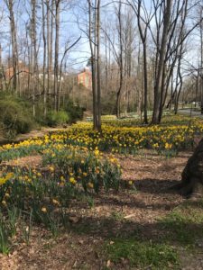 tulips on the walking path