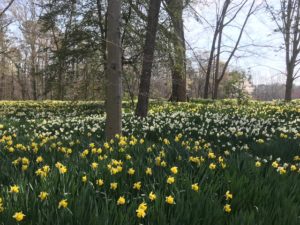 tulips in Reynolda Gardens