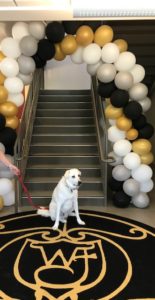 Take Your Dog to Work Day - Fenster, a Great Pyrenees/Lab mix